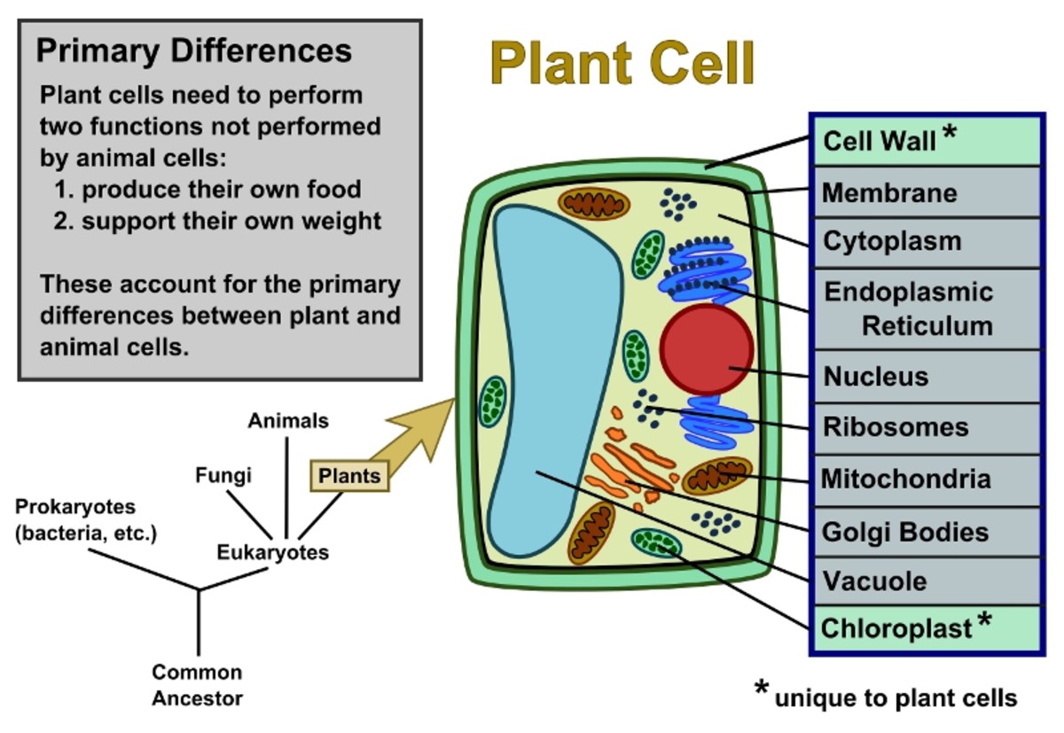 Plant Cells Vs. Animal Cells (With Diagrams) | Owlcation