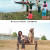 (Below) happier days with Deng Jinjie with his dogs before tragedy struck. (Up) Sister Qiuqiong (sitting, back facing camera) and well-wishers wait for his brother's body (Below) happier days with Deng Jinjie with his dogs before tragedy struck. (Up) Sister Qiuqiong (sitting, back facing camera) and well-wishers wait for his brother's body