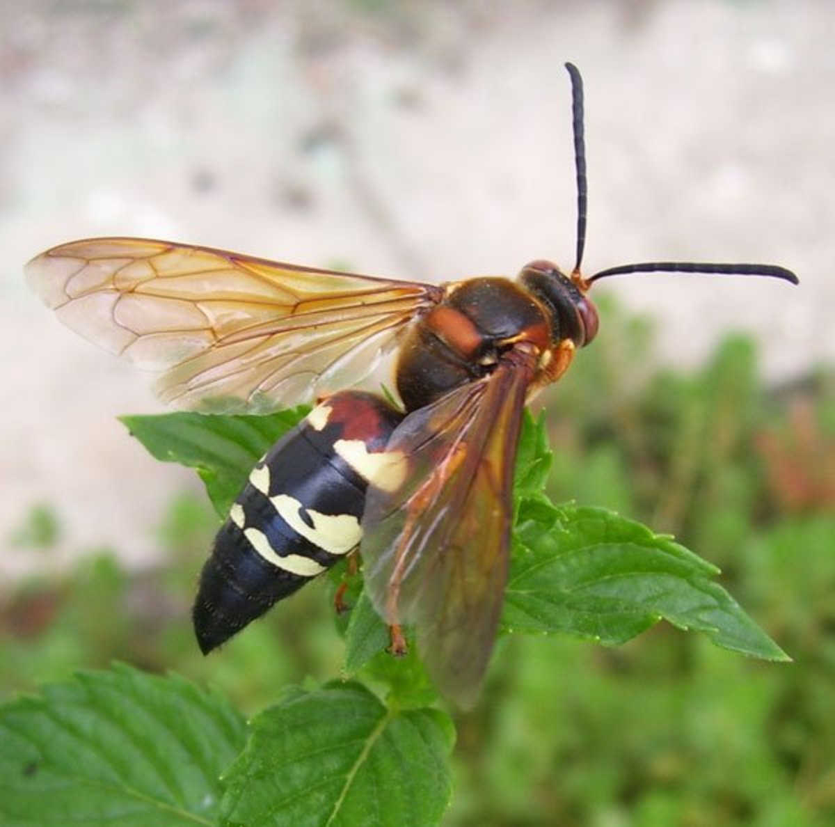 How to Get Rid of Cicada Killer Wasps Dengarden