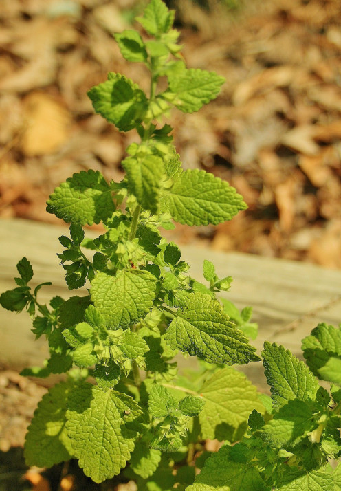 Lemon balm's scented leaves naturally repel insects.