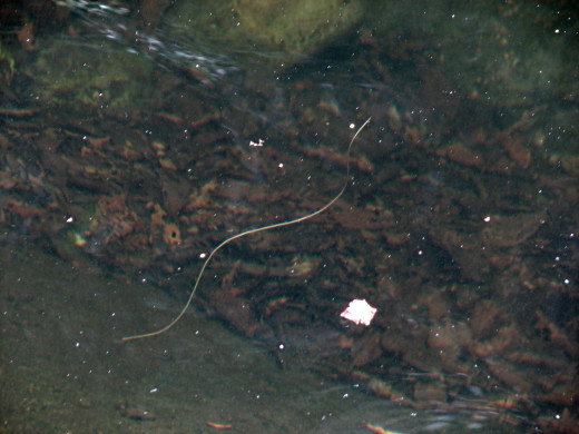 This strange, long, thin worm-like critter was swimming near the surface of one of the deep pools.  I wouldn't swim in there, but hey it's probably harmless.