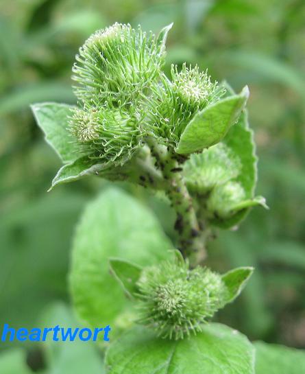 At the end of the second year burdock develop buds that develop thistle-like purple flowers before turning into burs.