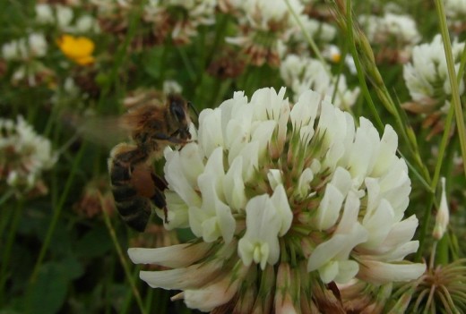 Honeybee on clover