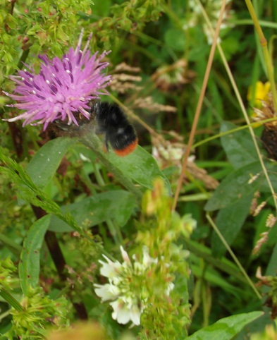 Red tailed bumblebee in flight