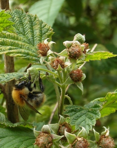 Common carder bee on raspberry