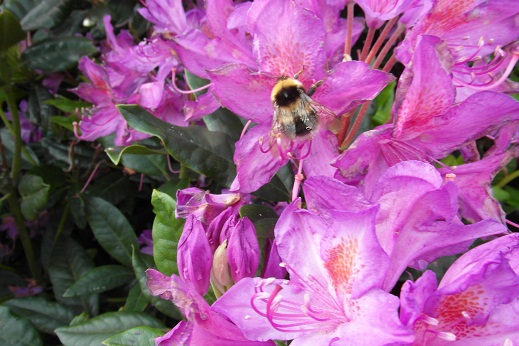 Garden bumblebee on rhododendron
