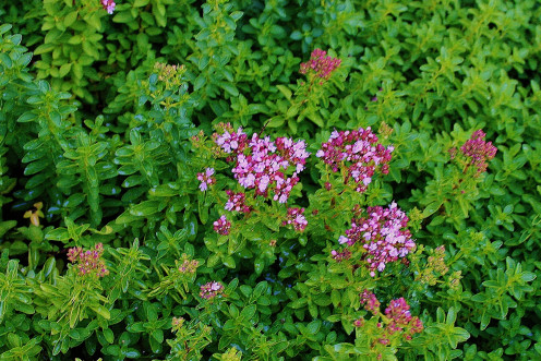 Thymus serpyllum, creeping thyme, is a decorative herb often used in rock gardens and as a weed-suppressing ground cover.