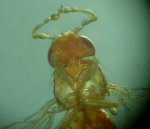Antennapedia mutation, this Drosophila fly is obviously confused about how to organise itself, it has legs instead of antenna on its head.