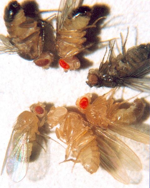 Eye colour mutants, the flies at the bottom are the white mutant discovered by Morgan in 1910, and a wild type.