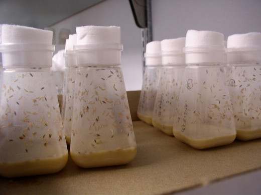 Drosophila cultures in the lab.