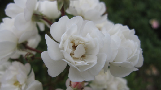 Rosa 'Wirruna White Fairy'