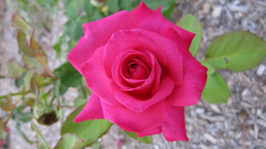 Rosa 'Peter Frankenfeld'