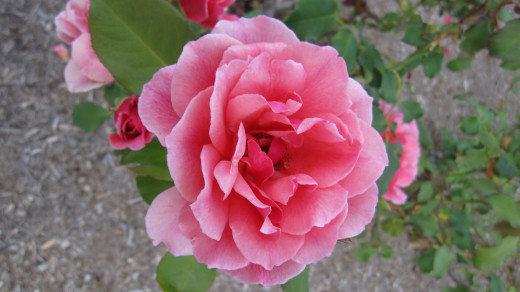 Rosa 'Duet'