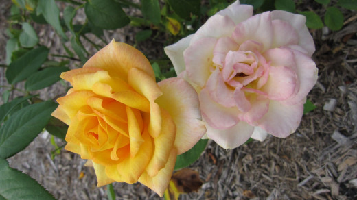 Rosa 'Gold Medal'