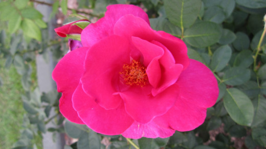 Rosa 'News'