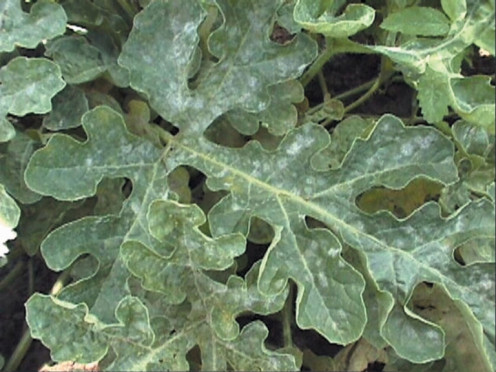 Powdery mildew on pumpkin. Cucurbits like pumpkin, squash & cucumber are particularly susceptible to mildew in gardens. 