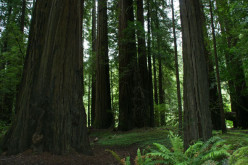 The Tallest Trees on Earth- Redwoods
