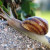 Molluscs Molluscs