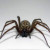 Arachnids Arachnids