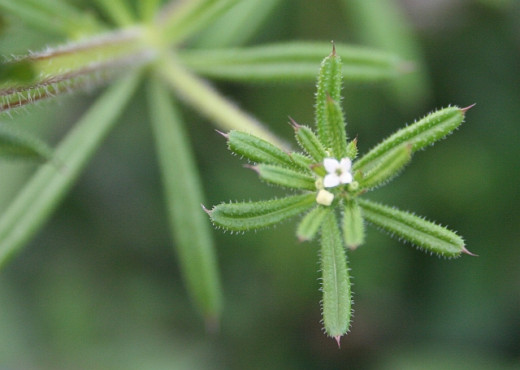 Galium aparine leaves and stem showing the sticky, hooked hairs and small white flowers.