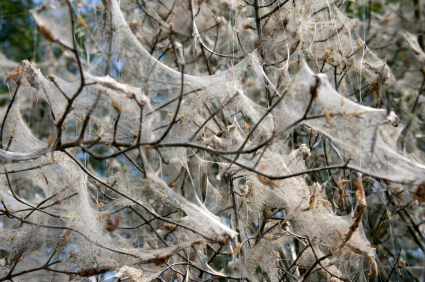 Nests