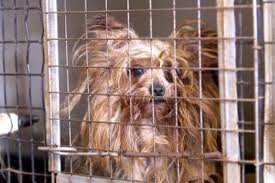 A Sad malnourished puppy mill resident
