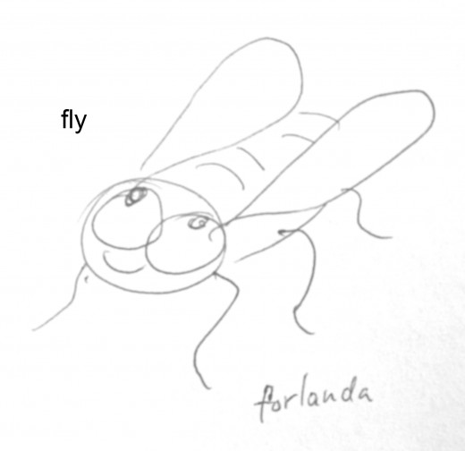 a fly