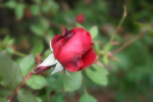 Roses benefit from additional nutrients. Roses benefit from additional nutrients.