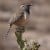 AZ State Bird: Cactus Wren [5]