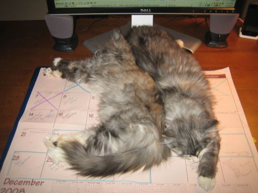 All stretched out and sleeping while I work on my MoneyMakingMommy.com website at 2am in the morning.