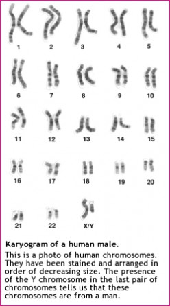 Chromosomes Importance