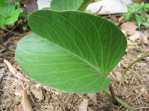 Ipomoea pes-carpae leaf showing its distinctive goat hoof shape