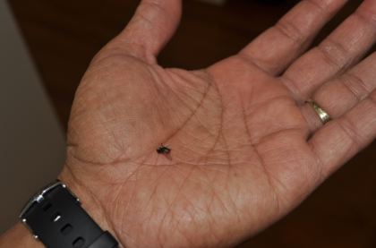 Successful fly kill
