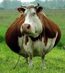 Does this pose make me look fat?