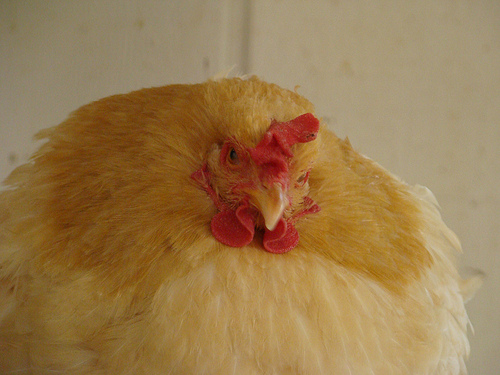 I am NOT overweight. I am pleasantly plump!