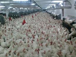 Crowded chicken factory-farm