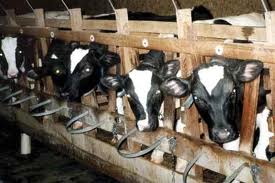 Veal calves confined  in cages