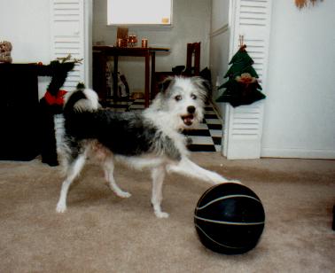 Razz playing with his favorite toy, a basketball. He continued to play with the toy even as he got older.