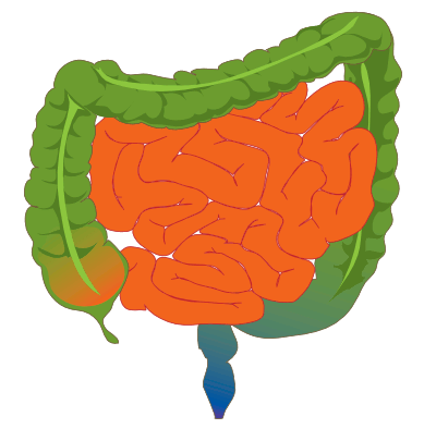 The large intestine is green while the small intestine is orange.