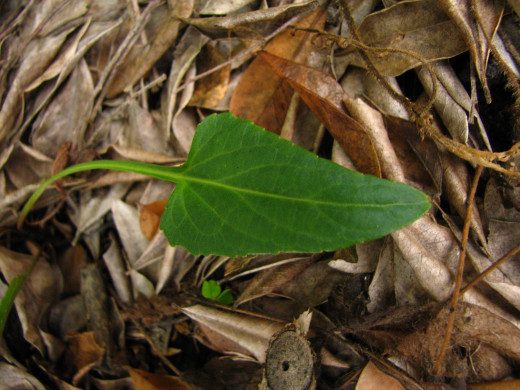 Viola betonicifolia Arrow-Shaped Leaf