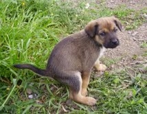 Courtesy for this Image goes to Squidoo -Constipated Dog 
