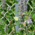 A cabbage white A cabbage white