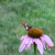 Most likely a Duskywing Most likely a Duskywing