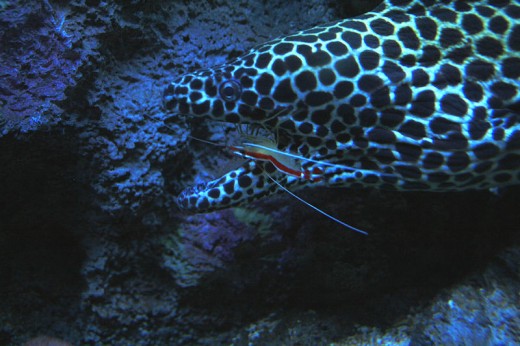 A moray eel i shaving its teeth cleaned by a shrimp