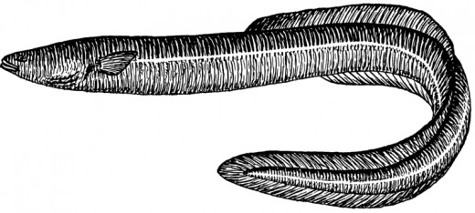 The European eel