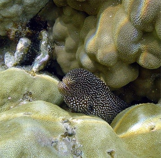 Whitemouth moray eel