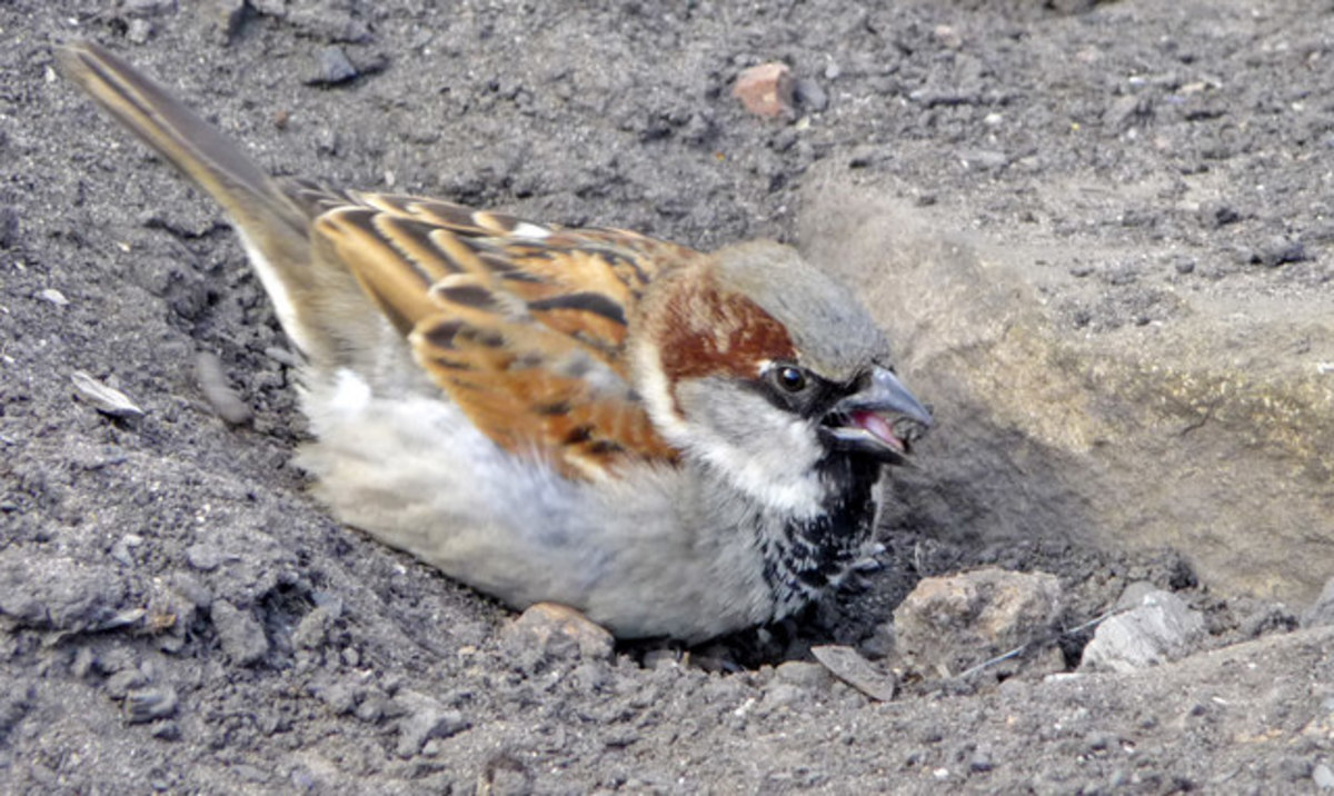 A male house sparrow dust-bathing