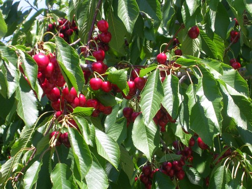 Different cherry trees react differently when being pruned due to what diseases they are most likely to get. Sweet cherries should be pruned in late summer, while willow and sour cherries should be trimmed in the early spring. 
