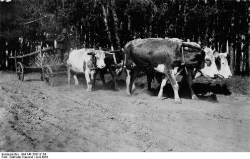 Oxen Pulling a Cart