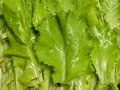 Romaine is a healthy dark green and makes a nice addition to all salads.